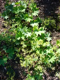 smooth lady's mantle