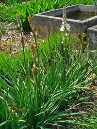 White asphodel