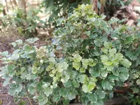 Balfour Aralia