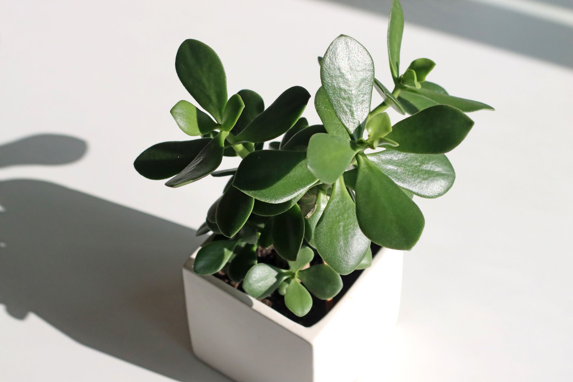 Square and Rectangular Pots