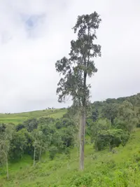 African Juniper