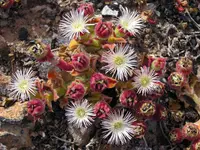 Crystalline ice plant