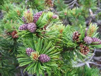 Mugo pine (Pinus mugo) plant