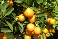 Kumquat (Citrus japonica) plant