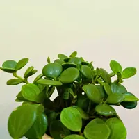 Peperomia pecuniifolia plant