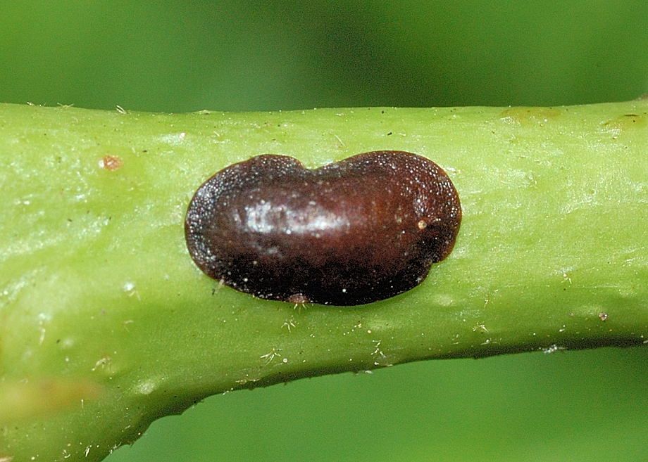 Tiny Black Bugs That Look Like Poppy Seeds - Black Scale
