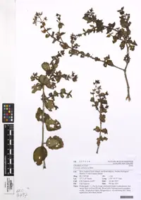 Crassula sarmentosa