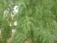 honey mesquite