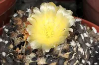 Copiapoa humilis