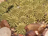 Suzanne's spurge