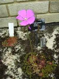 rosy sundew