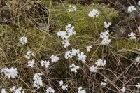 narrowleaf onion