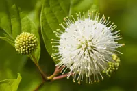 Cephalanthus occidentalis