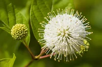 Cephalanthus occidentalis