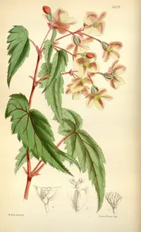 Sutherland begonia (Begonia sutherlandii) plant