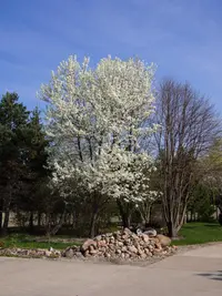 Bradford Pear
