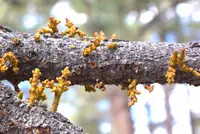 pineland dwarf mistletoe (Arceuthobium vaginatum) plant