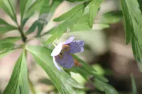 Anemonoides caerulea