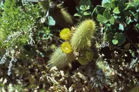 golden snakecactus (Bergerocactus emoryi) plant