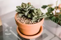 Faucaria tigrina
