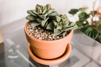 Faucaria tigrina