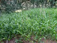 Calamagrostis villosa