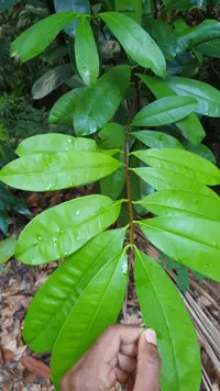 butter tree (Pentadesma butyracea) plant