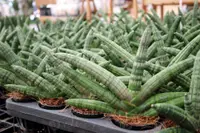 Dracaena angolensis in the garden
