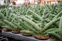 Dracaena angolensis in the garden