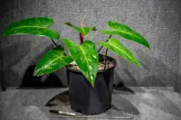 Blushing Philodendron (Philodendron erubescens) plant