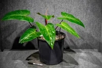 Blushing Philodendron (Philodendron erubescens) plant