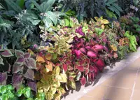 Coleus scutellarioides