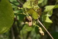 pipevine