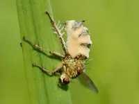 Fly Death Fungi