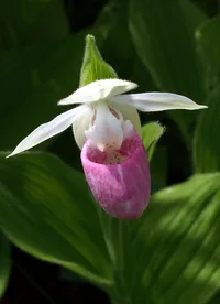 Showy lady's slipper (Cypripedium reginae) plant