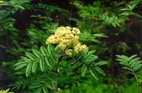 Greene's mountain ash