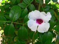 Pandorea jasminoides leaves