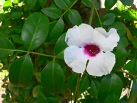 Pandorea jasminoides leaves