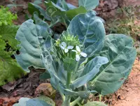 Cabbage