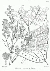 tall albizia