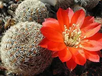 Aylostera albopectinata (Aylostera albopectinata) plant
