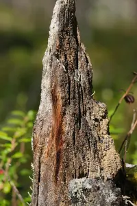 Small Clam Lichen (Carbonicola anthracophila) plant