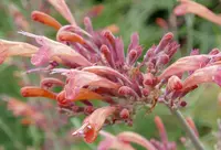 threadleaf giant hyssop