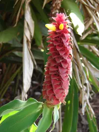 red tower ginger
