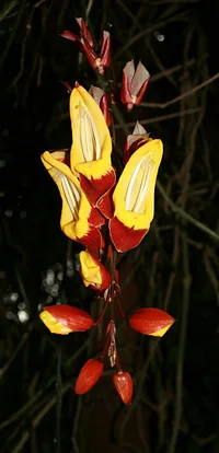 Mysore trumpetvine