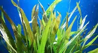 Hygrophila corymbosa in water