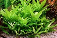 Hygrophila corymbosa plant