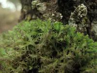 Great Ciliated Lichen