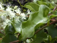 heartleaf madeiravine
