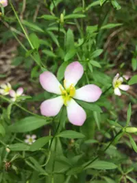 coastal rose gentian